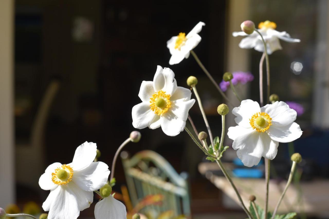 Daisybank Cottage Boutique Bed And Breakfast Brockenhurst Exteriér fotografie